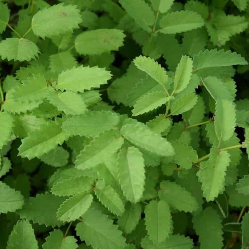 Sanguisorba officinalis ---